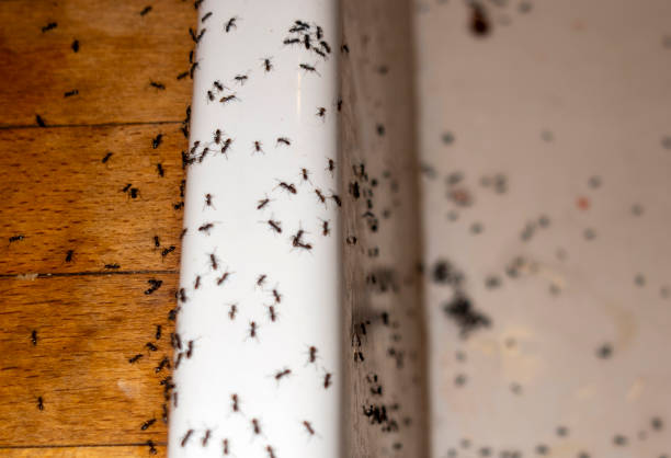 Best Rat Extermination Near Me  in Garrettsville, OH